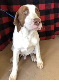 BOWIE – ID#A017049